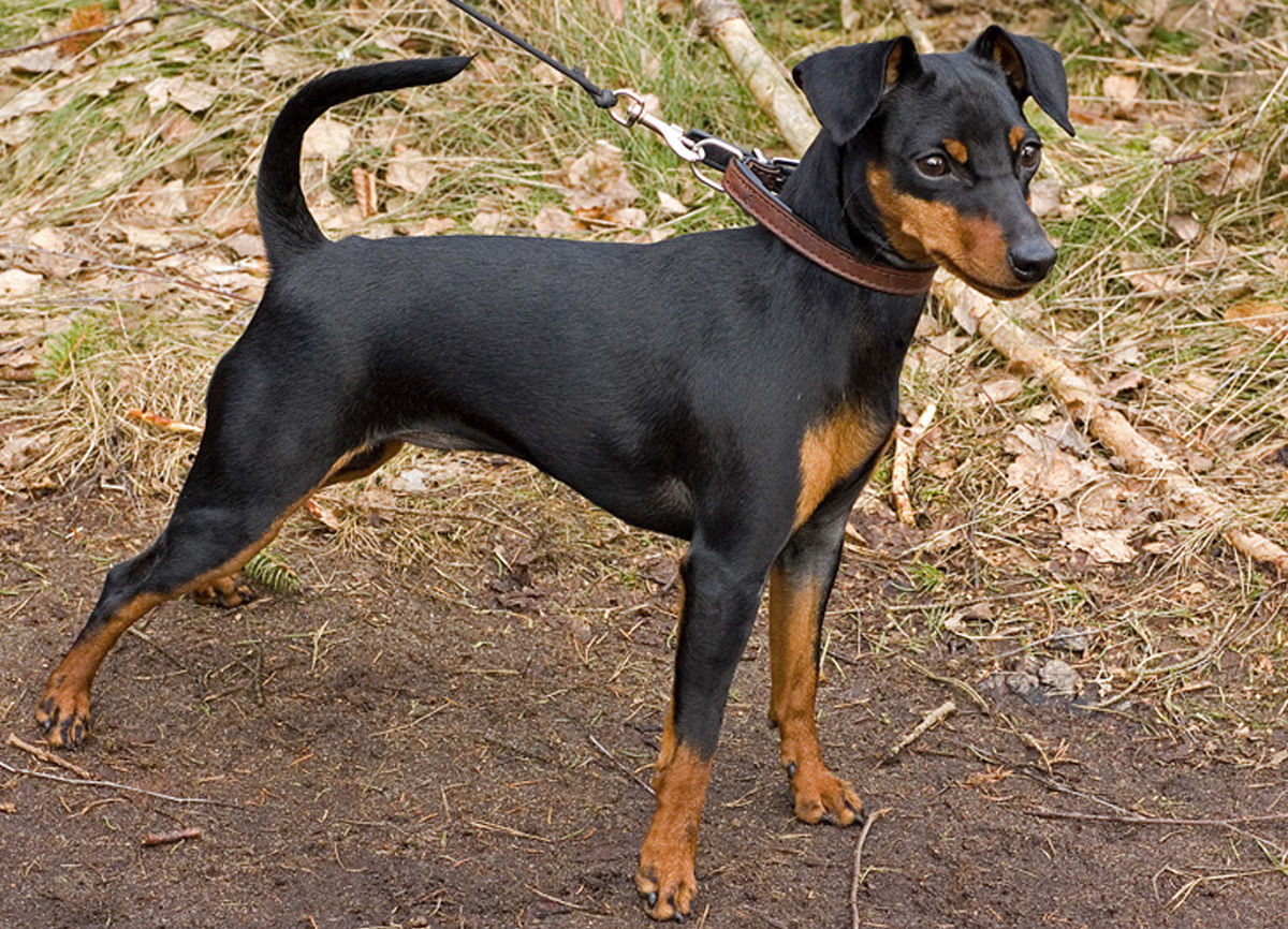 Miniature Pinscher